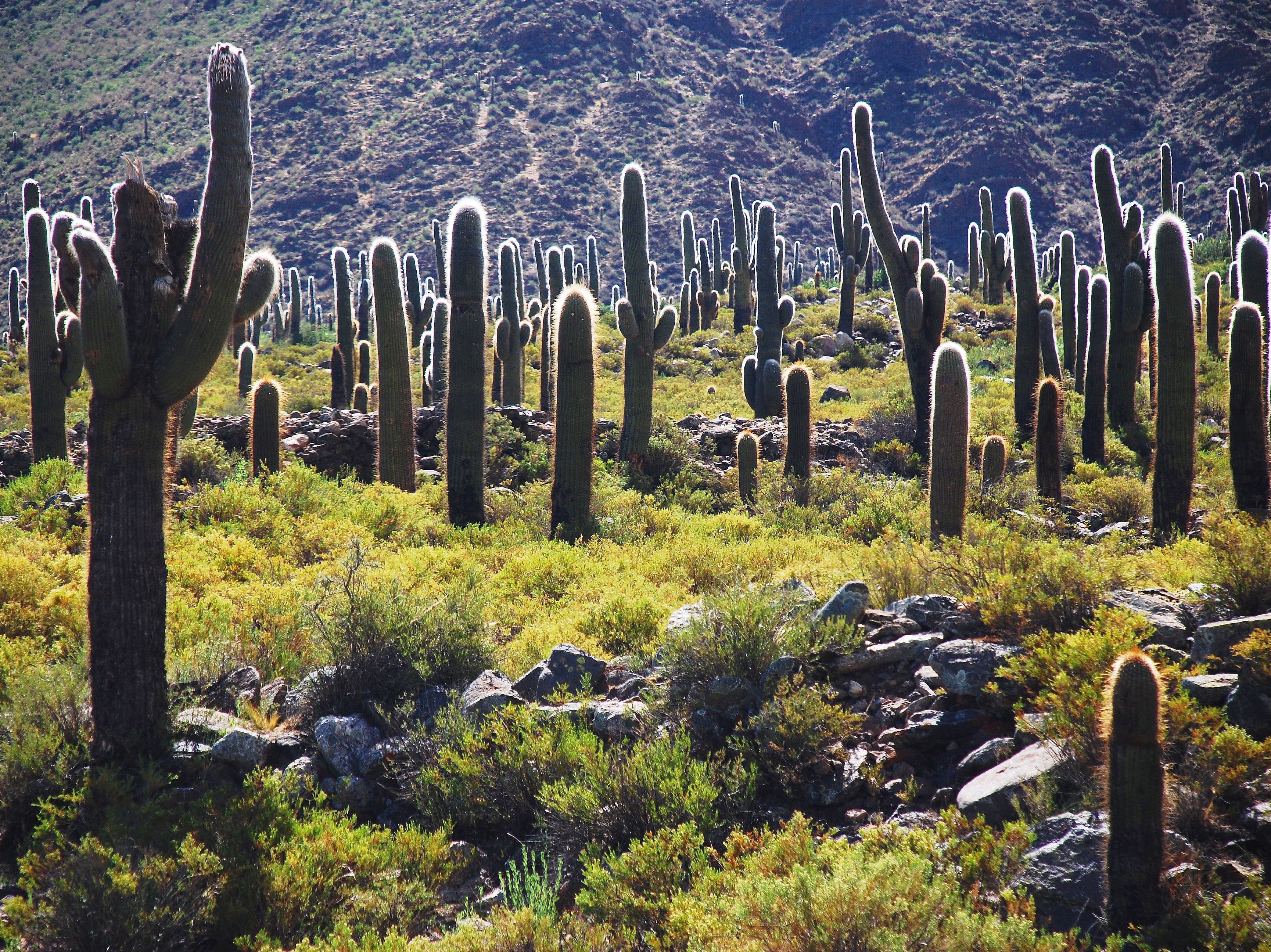 Los Cardones National Park national park